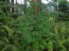 Polyscias diversifolia