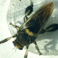 Mallophora leschenaulti