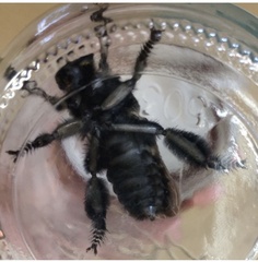 Mallophora leschenaulti