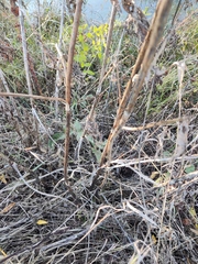 Cephalaria litvinovii