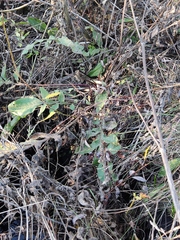 Cephalaria litvinovii