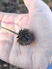 Cephalaria litvinovii