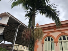 Archontophoenix