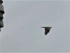 Streptopelia decaocto