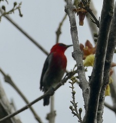 Myzomela chloroptera