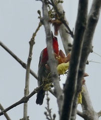 Myzomela chloroptera