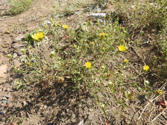 Grindelia pulchella