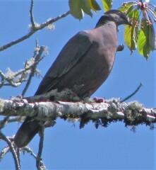 Patagioenas araucana