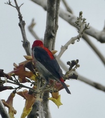 Myzomela chloroptera