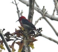 Myzomela chloroptera