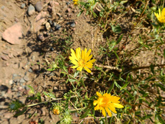Grindelia pulchella