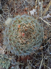 Oroya peruviana