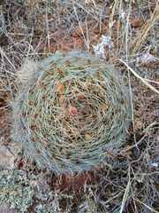 Oroya peruviana
