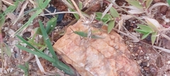 Acrida conica