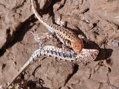 Liolaemus wiegmannii