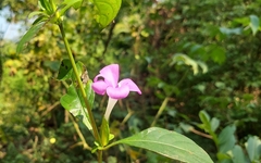 Barleria