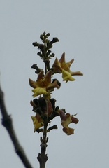 Gmelina