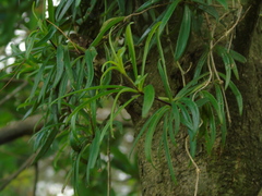 Aeschynanthus angustifolius