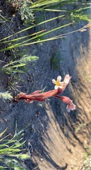 Aphyllon fasciculatum