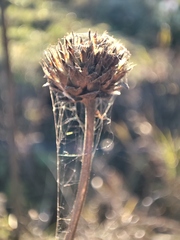 Cephalaria litvinovii
