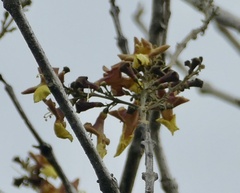 Gmelina