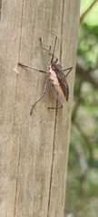 Leptocoris