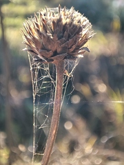 Cephalaria litvinovii
