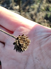 Cephalaria litvinovii