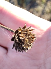 Cephalaria litvinovii