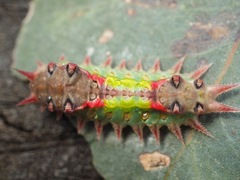 Doratifera oxleyi