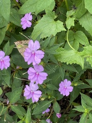 Impatiens platypetala