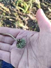 Cephalaria litvinovii