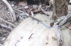 Emoia caeruleocauda
