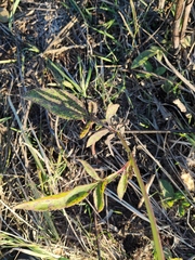 Cephalaria litvinovii