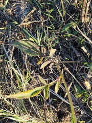 Cephalaria litvinovii