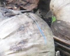 Emoia caeruleocauda