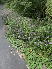 Impatiens platypetala