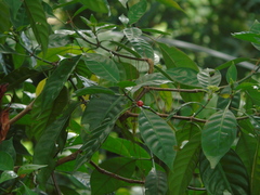 Psychotria