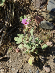 Sphaeralcea mendocina