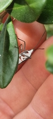 Leptocoris