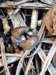 Krynickillus melanocephalus