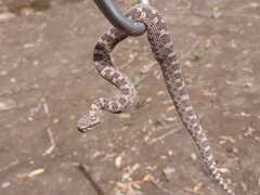 Bothrops ammodytoides