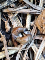 Krynickillus melanocephalus