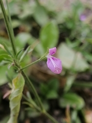 Dicliptera peduncularis