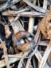 Krynickillus melanocephalus