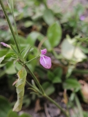 Dicliptera peduncularis