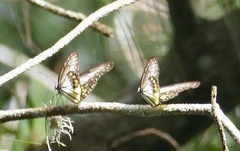 Ideopsis vitrea