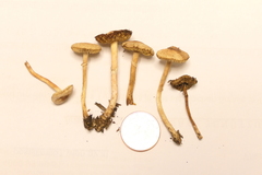 Lepiota parvannulata