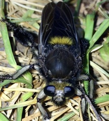 Mallophora leschenaulti