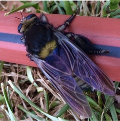 Mallophora leschenaulti